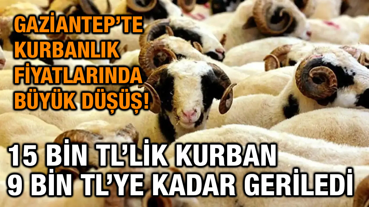 Gaziantep’te Kurbanlık Fiyatlarında Büyük Düşüş! 15 Bin TL’lik Kurban 9 Bin TL’ye Kadar Geriledi