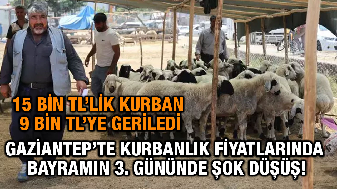 Gaziantep’te Kurbanlık Fiyatlarında Bayramın 3. Gününde Şok Düşüş! 15 Bin TL’lik Kurban 9 Bin TL’ye Geriledi