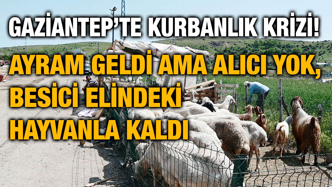 Gaziantep’te Kurbanlık Krizi! Bayram Geldi Ama Alıcı Yok, Besici Elindeki Hayvanla Kaldı
