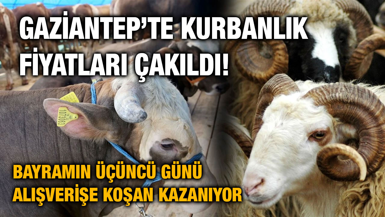 Gaziantep’te Kurbanlık Fiyatları Çakıldı! Bayramın Üçüncü Günü Alışverişe Koşan Gaziantep’te Küçükbaş Kurbanlıklar 10 Bin TL’ye