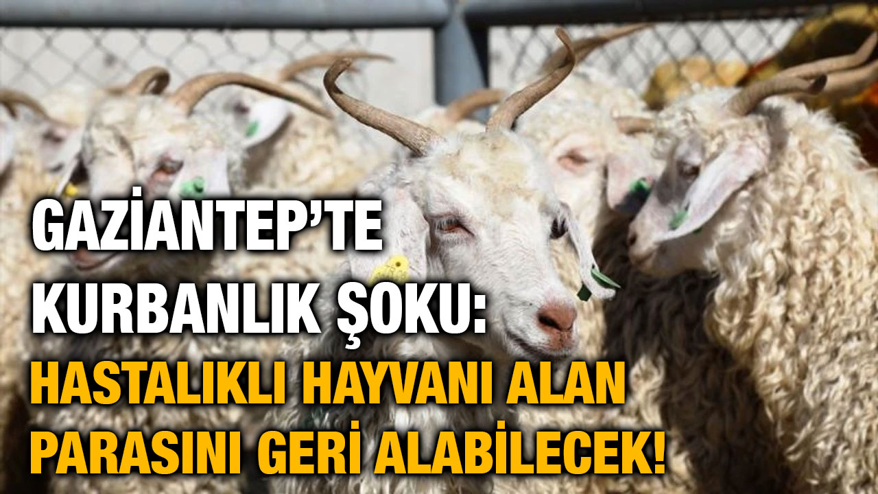 Gaziantep’te Kurbanlık Şoku: Hastalıklı Hayvanı Alan Parasını Geri Alabilecek!