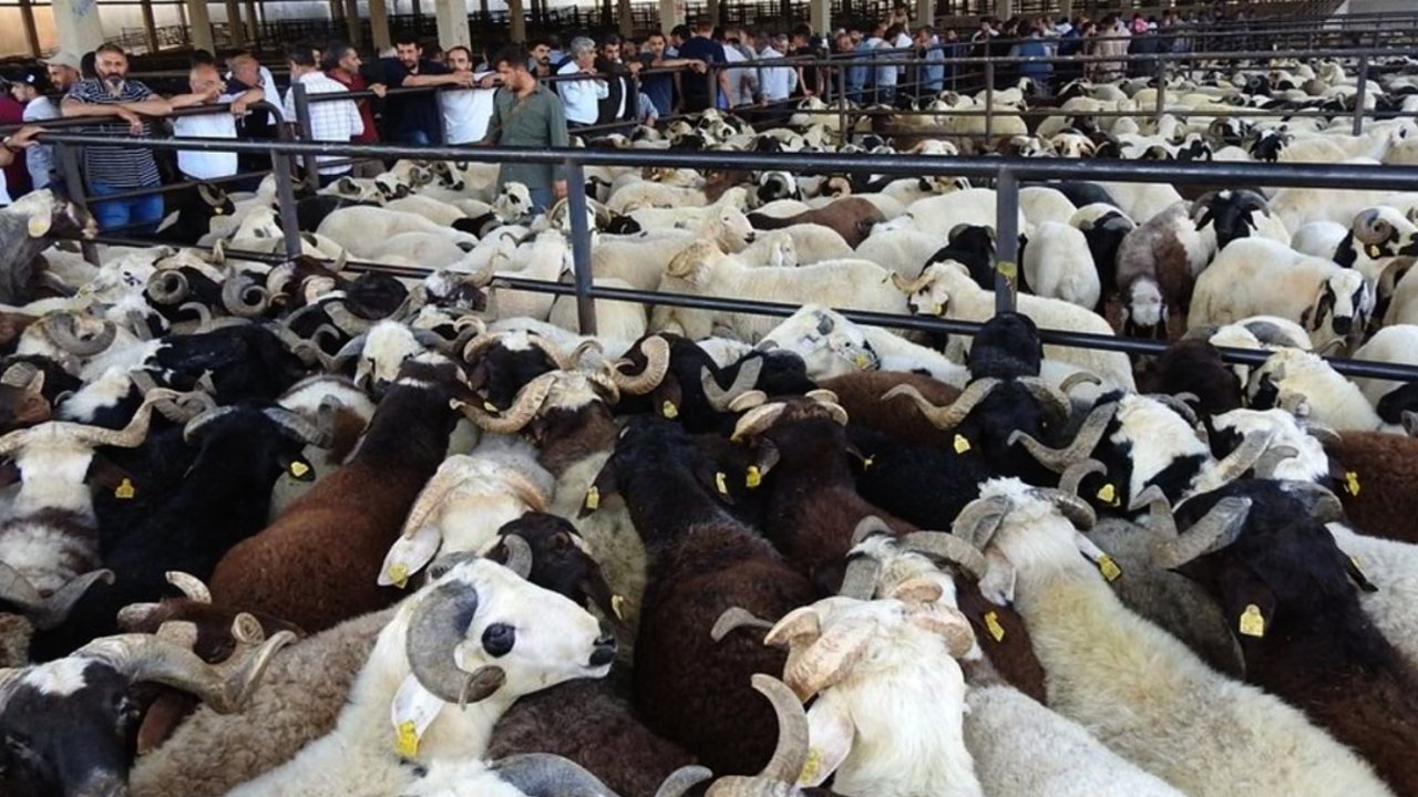 Gaziantep'te Satılamayan Kurbanlıkları Devlet Alacak, Fiyatlar Belli Oldu!