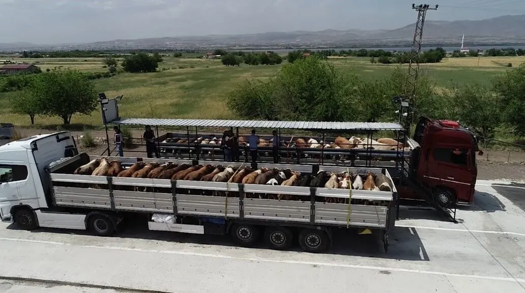 Gaziantep’te Üreticiye Bayram Umudu: Satılamayan Kurbanlıkları Devlet Alacak!