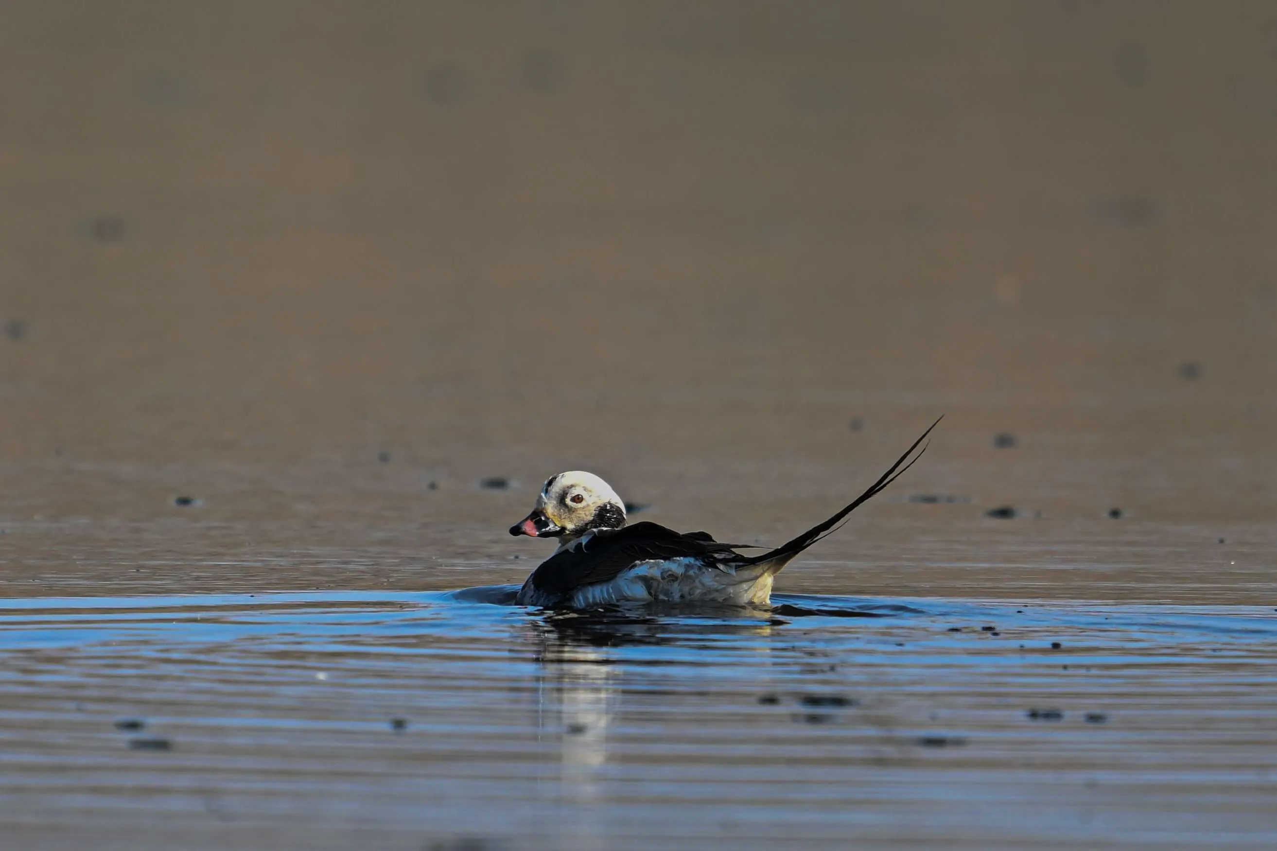 Gaziantep’te Bir İlk: Nadir "Telkuyruk" Kuşu Hancağız Barajı’nda Görüntülendi