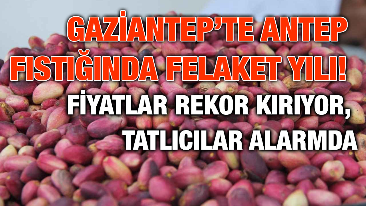 Gaziantep’te Antep Fıstığında Felaket Yılı! Fiyatlar Rekor Kırıyor, Tatlıcılar Alarmda