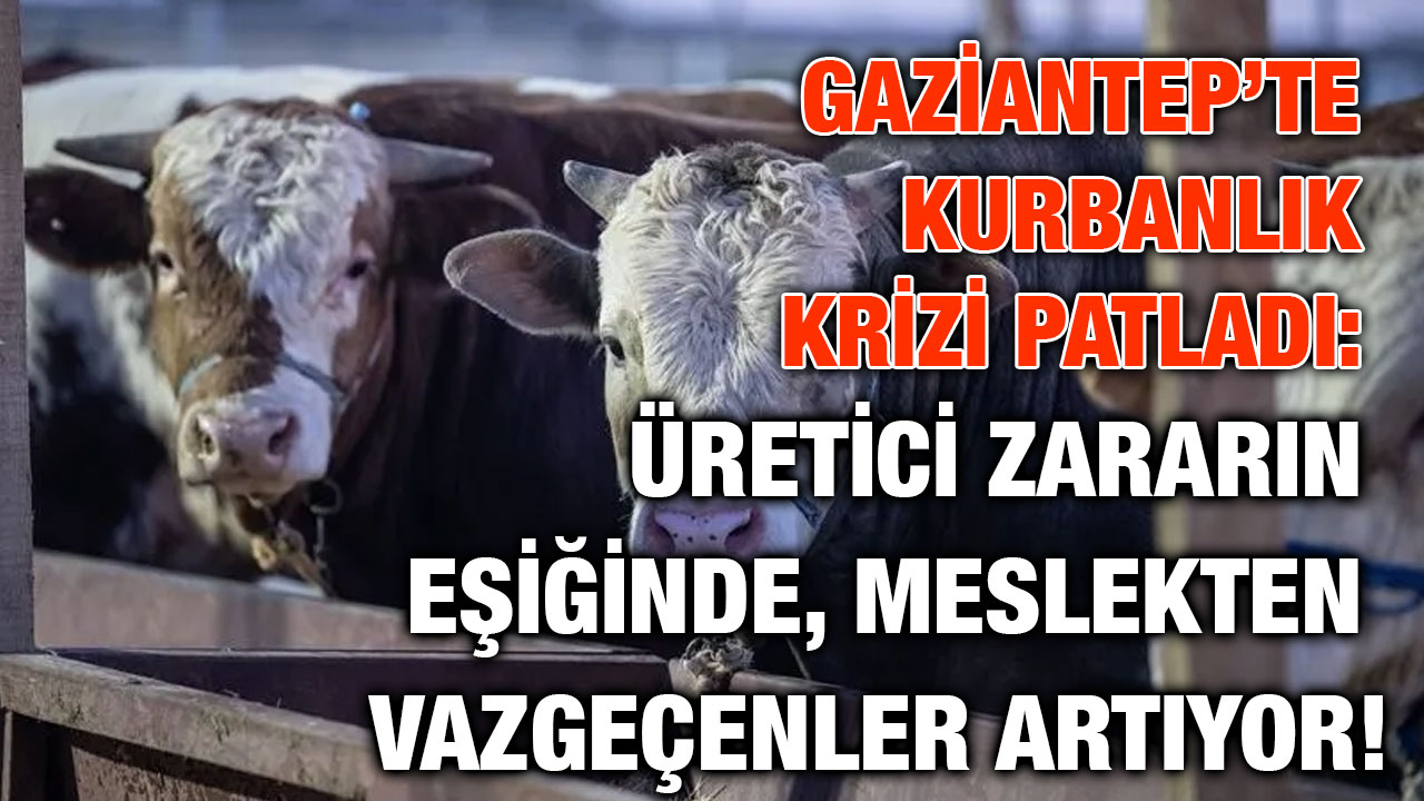 Gaziantep’te Kurbanlık Krizi Patladı: Üretici Zararın Eşiğinde, Meslekten Vazgeçenler Artıyor!