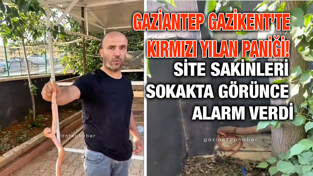 Gaziantep Gazikent’te Kırmızı Yılan Paniği! Site Sakinleri Sokakta Görünce Alarm Verdi