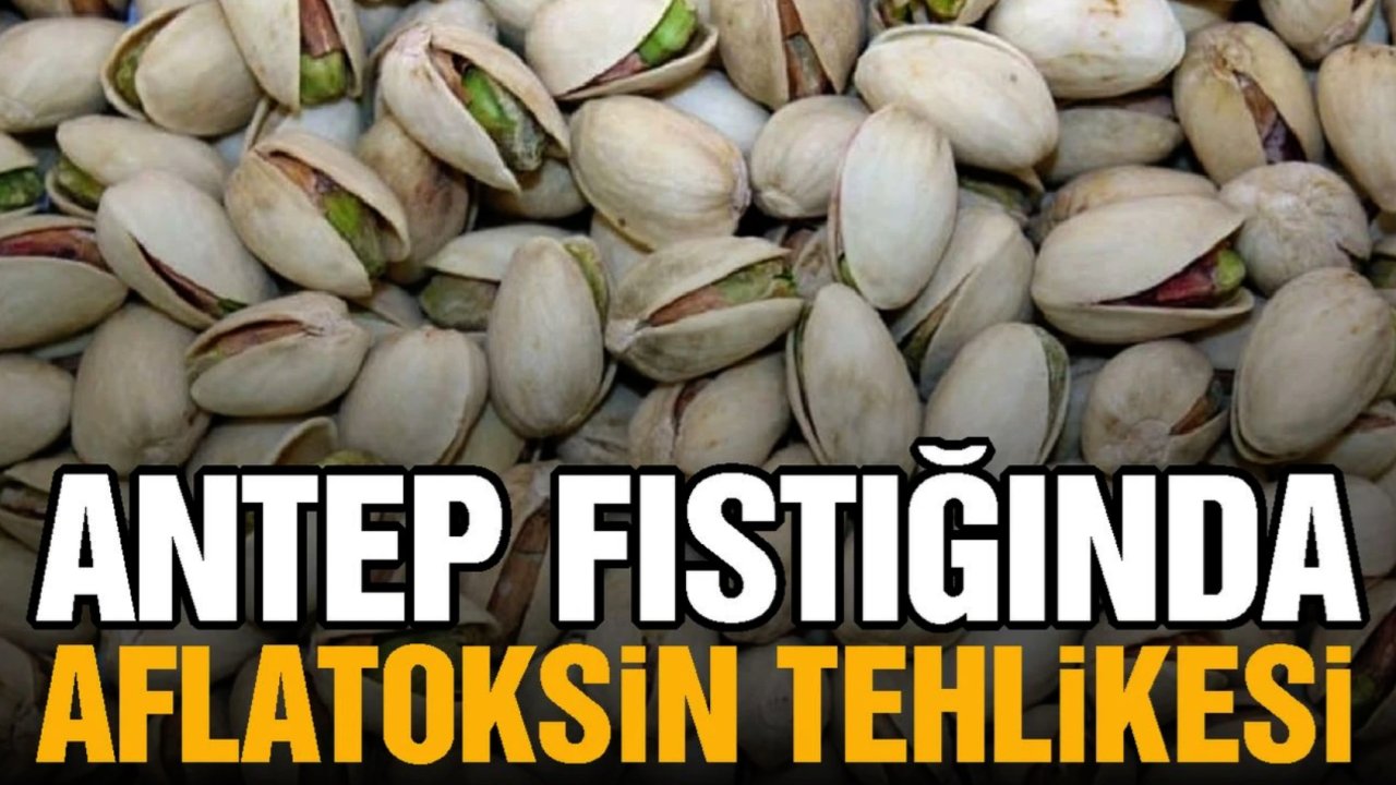 Antep fıstığında aflatoksin tehlikesi büyüyor!