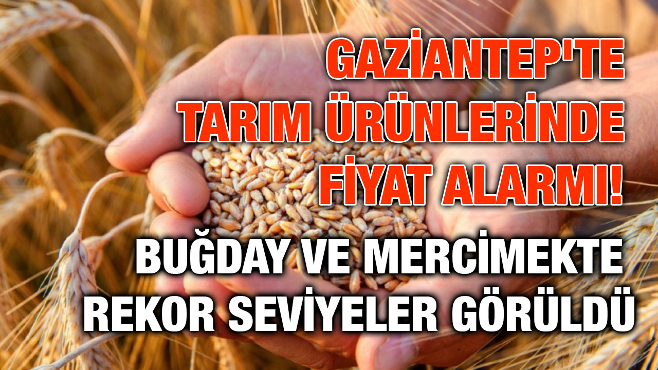 Gaziantep'te Tarım Ürünlerinde Fiyat Alarmı! Buğday ve Mercimekte Rekor Seviyeler Görüldü