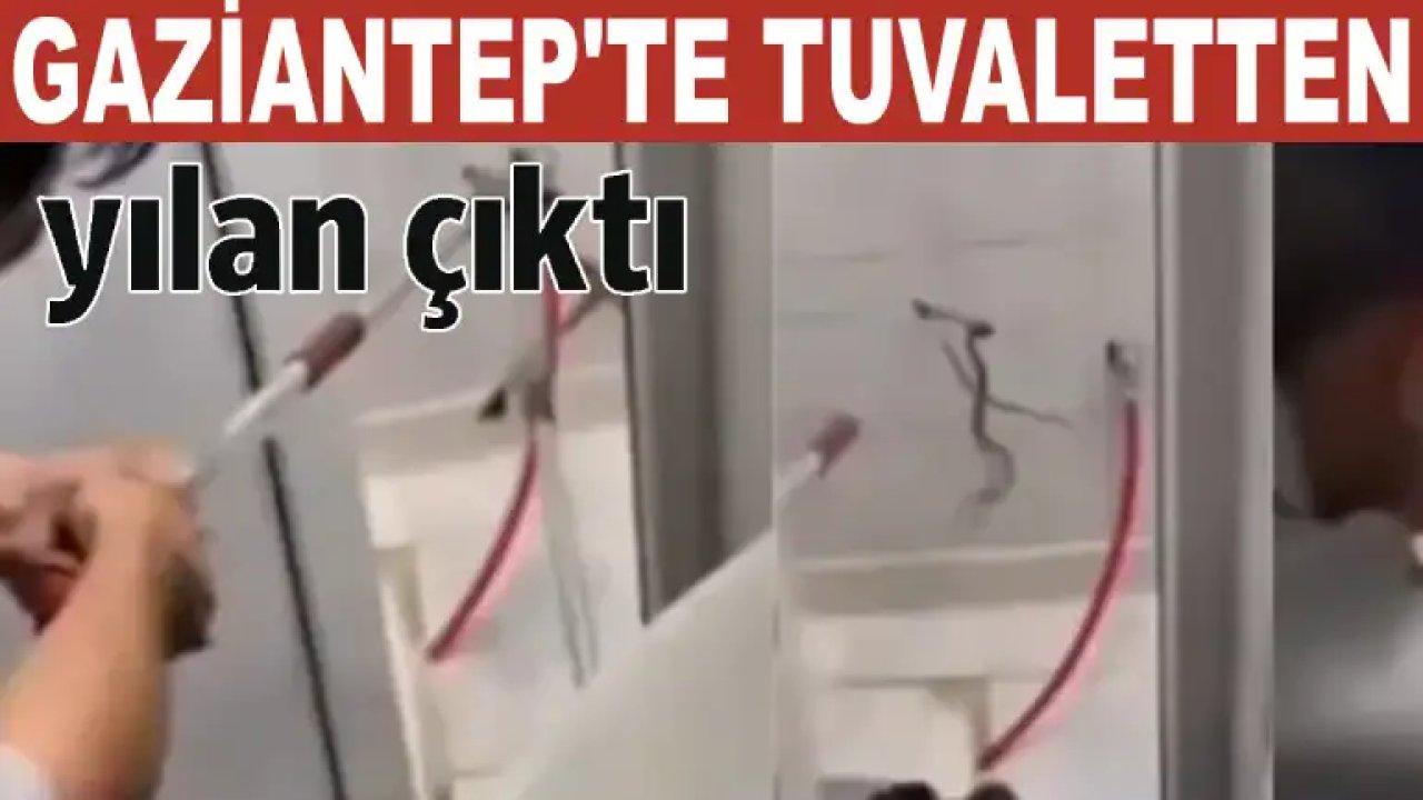 Gaziantep'te Evin Tuvaletinden Boz Yılan Çıktı