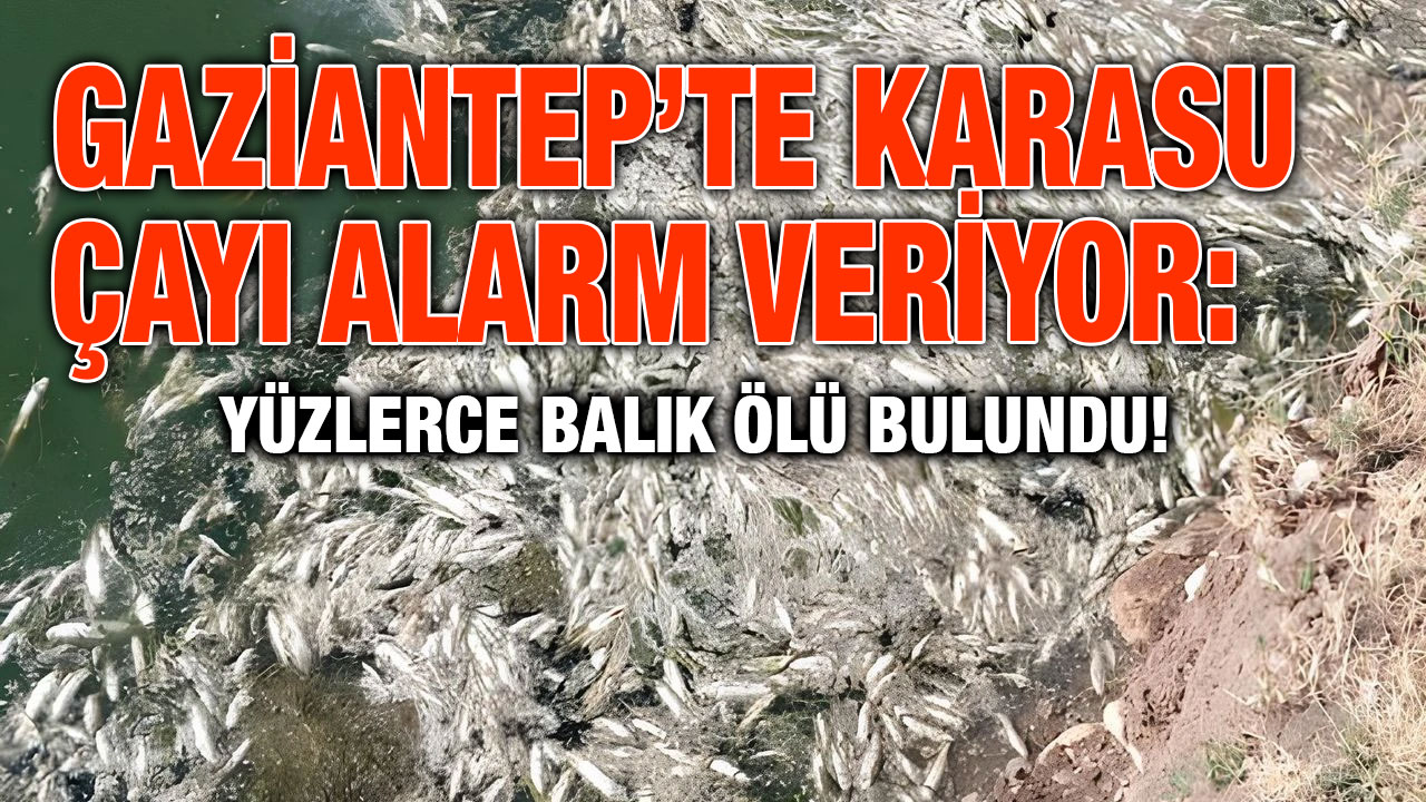 Gaziantep’te Karasu Çayı Alarm Veriyor: Yüzlerce Balık Ölü Bulundu!