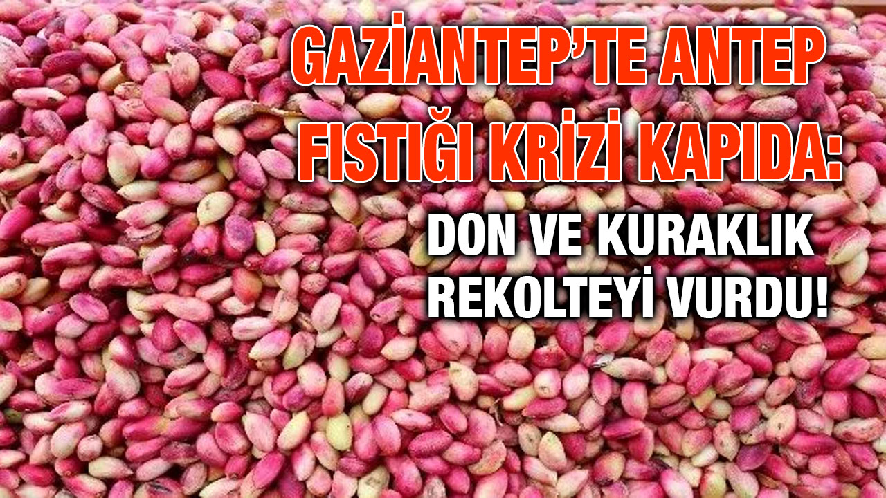 Gaziantep’te Antep Fıstığı Krizi Kapıda: Don ve Kuraklık Rekolteyi Vurdu!