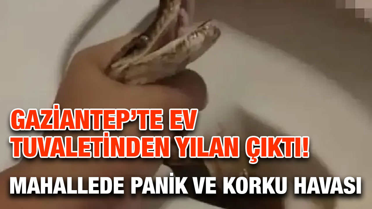 Gaziantep’te Ev Tuvaletinden Yılan Çıktı! Mahallede Panik ve Korku Havası