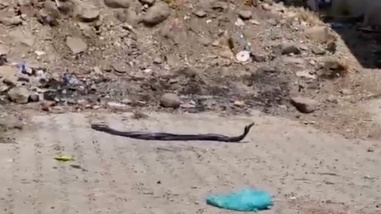 Gaziantep'te Yılan Paniği Devam Ediyor!