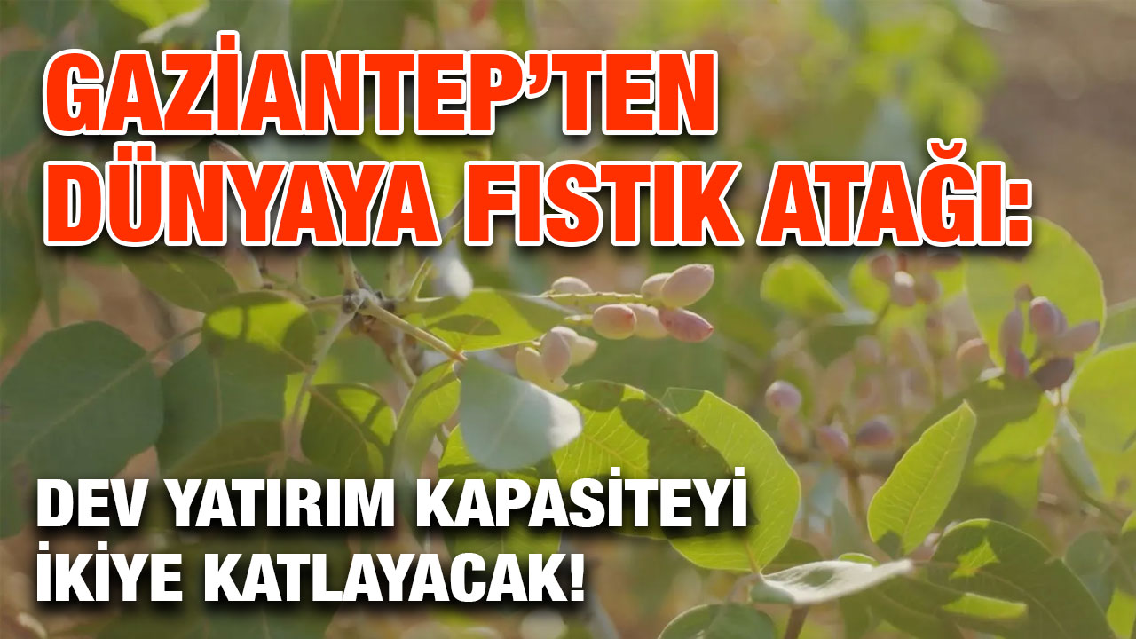Gaziantep’ten Dünyaya Fıstık Atağı: Dev Yatırım Kapasiteyi İkiye Katlayacak!