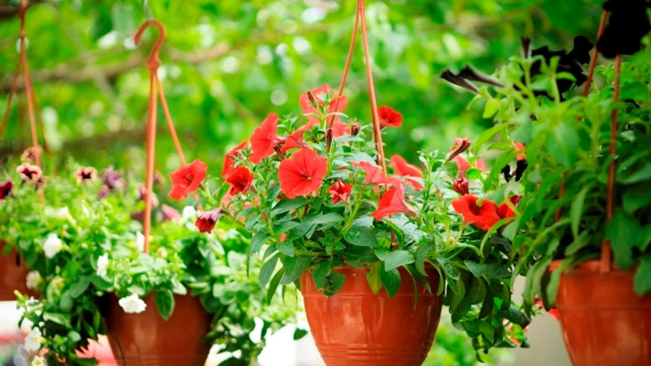 Doğanın Şifası Evinizde: Hangi Ev Bitkisi Hangi Hastalığa İyi Geliyor?