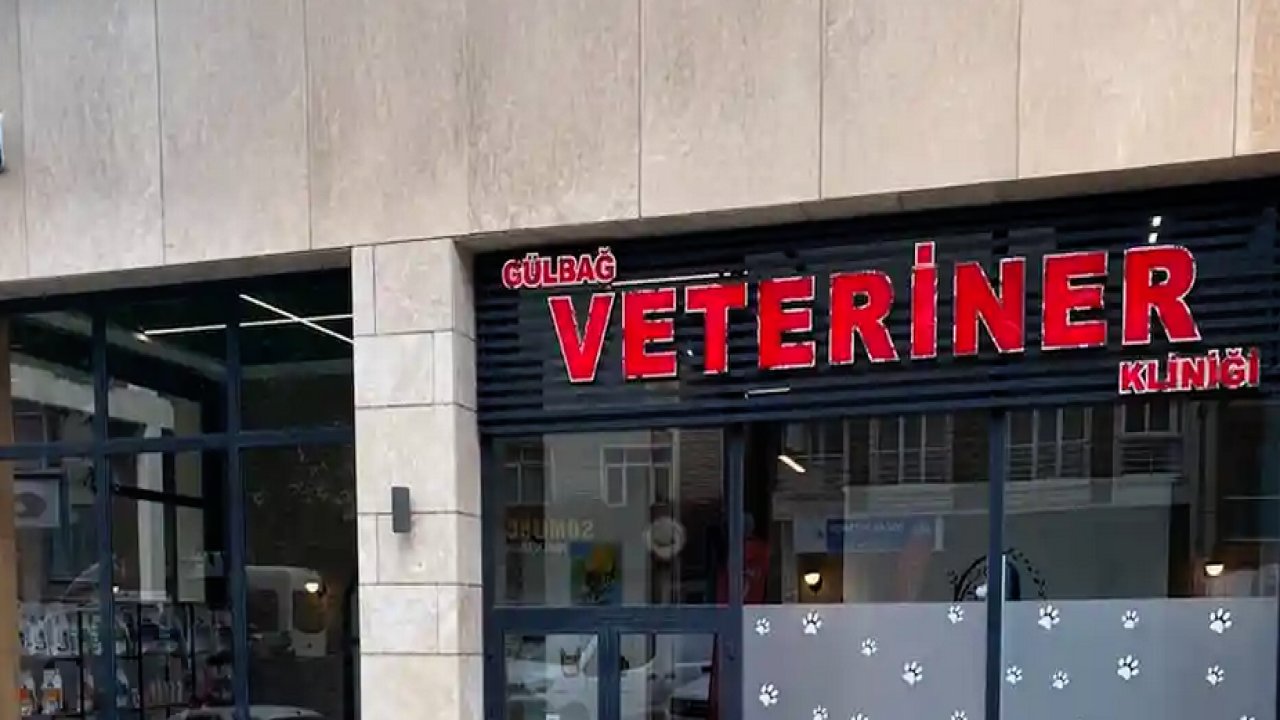 Şişli Gülbağ Veteriner Kliniğinden Önemli Uyarılar: Yaz Aylarında Evcil Hayvan Bakımı