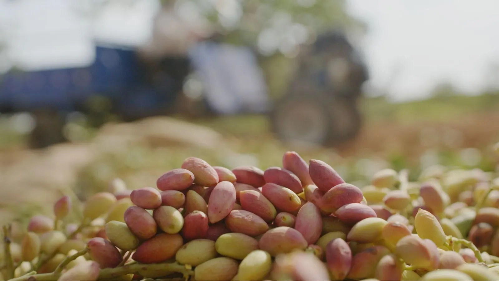 Gaziantep’te Tiryaki Agro’dan Antep Fıstığı Üretiminde Stratejik Yatırım