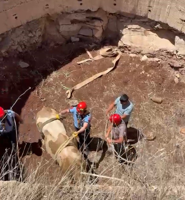 Gaziantep’te çukura düşen görme engelli dana kurtarıldı