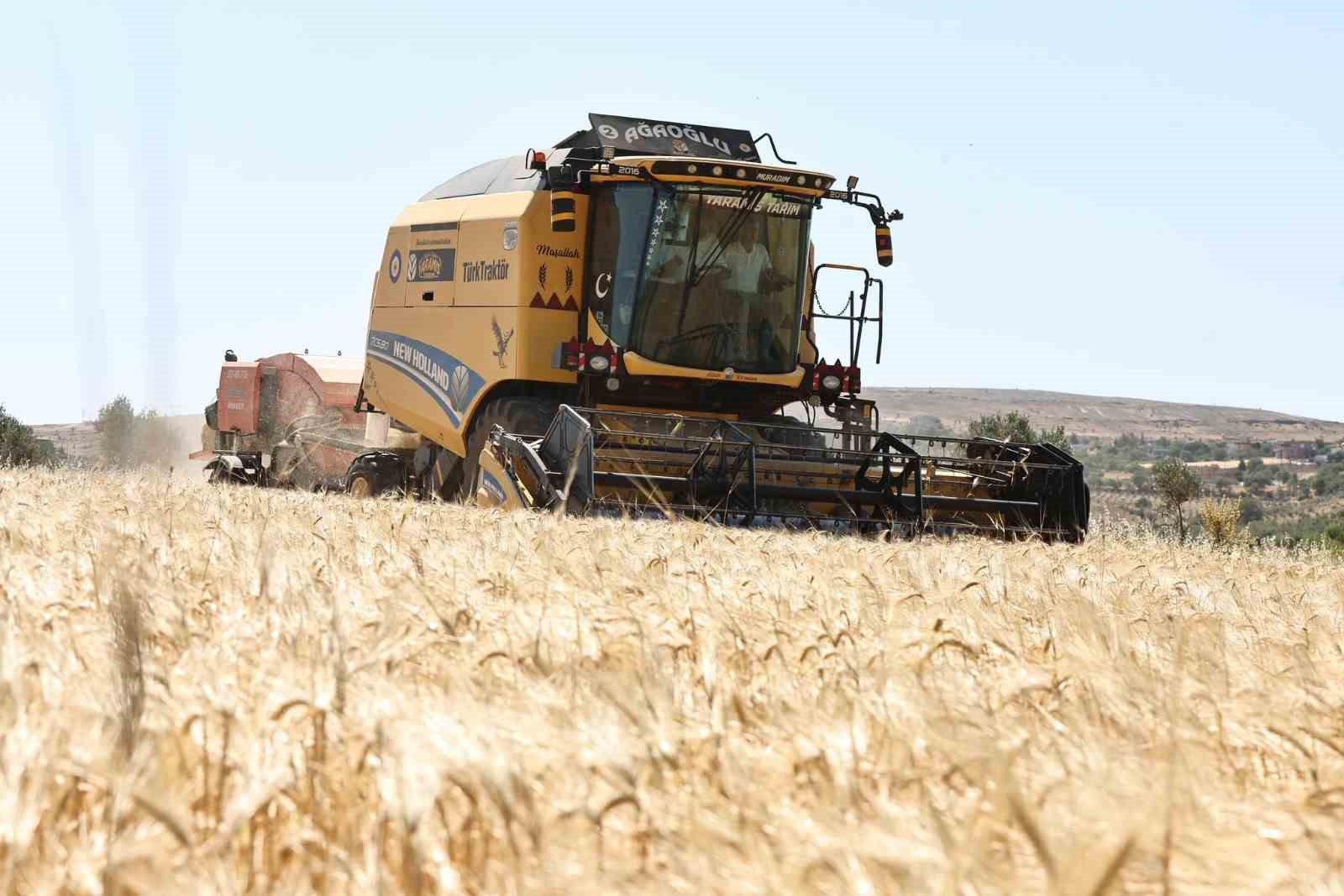 Gaziantep'te arpalarda hasat sevinci
