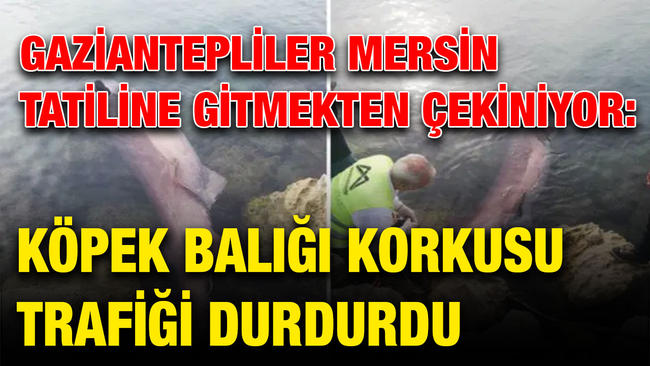 Gaziantepliler Mersin Tatiline Gitmekten Çekiniyor: Köpek Balığı Korkusu Trafiği Durdurdu