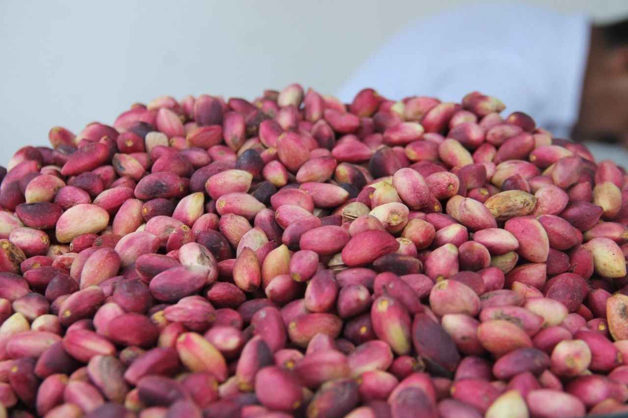 Gaziantep’te Fıstık Altınla Yarışıyor: Kilosu 1.580 TL’ye Dayandı!