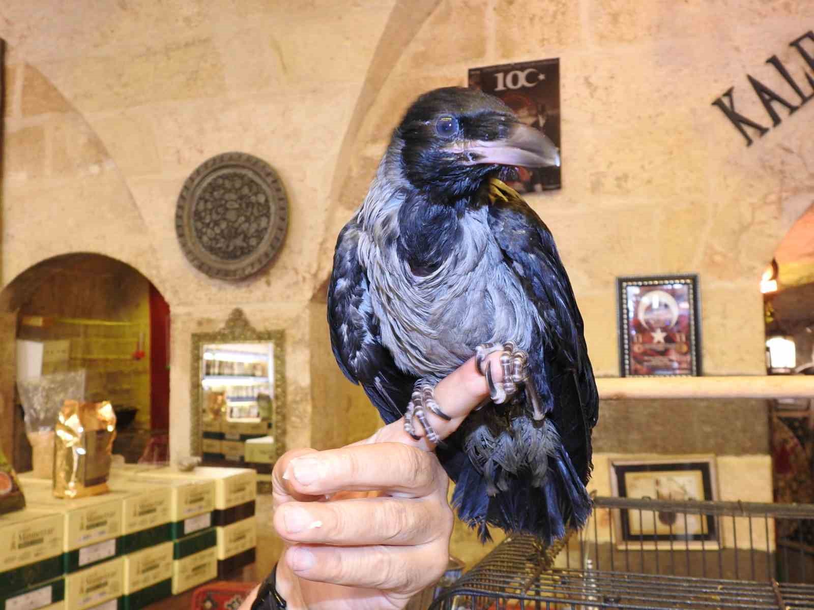 Esnafın sahiplendiği karga ile dostluğu görenleri hayrete çeviriyor