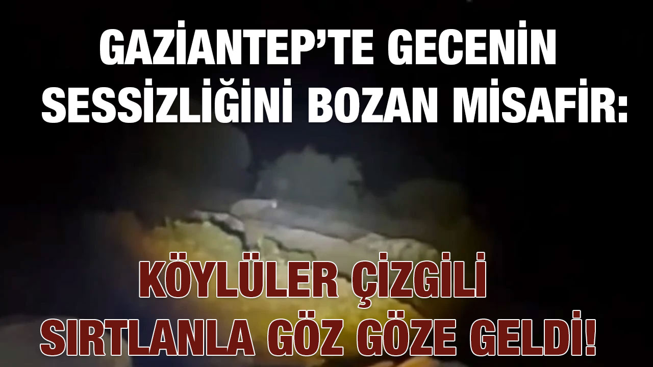 Gaziantep’te Gecenin Sessizliğini Bozan Misafir: Köylüler Çizgili Sırtlanla Göz Göze Geldi!
