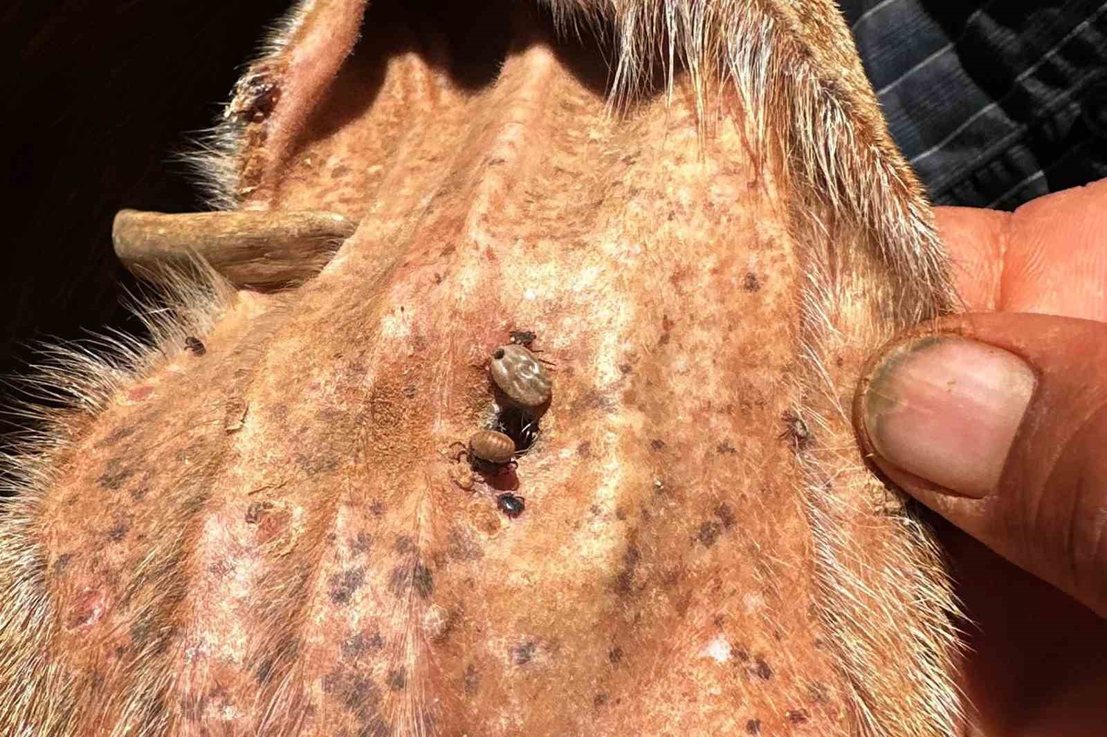 Gaziantep'te Veteriner Hekim’den kene uyarısı