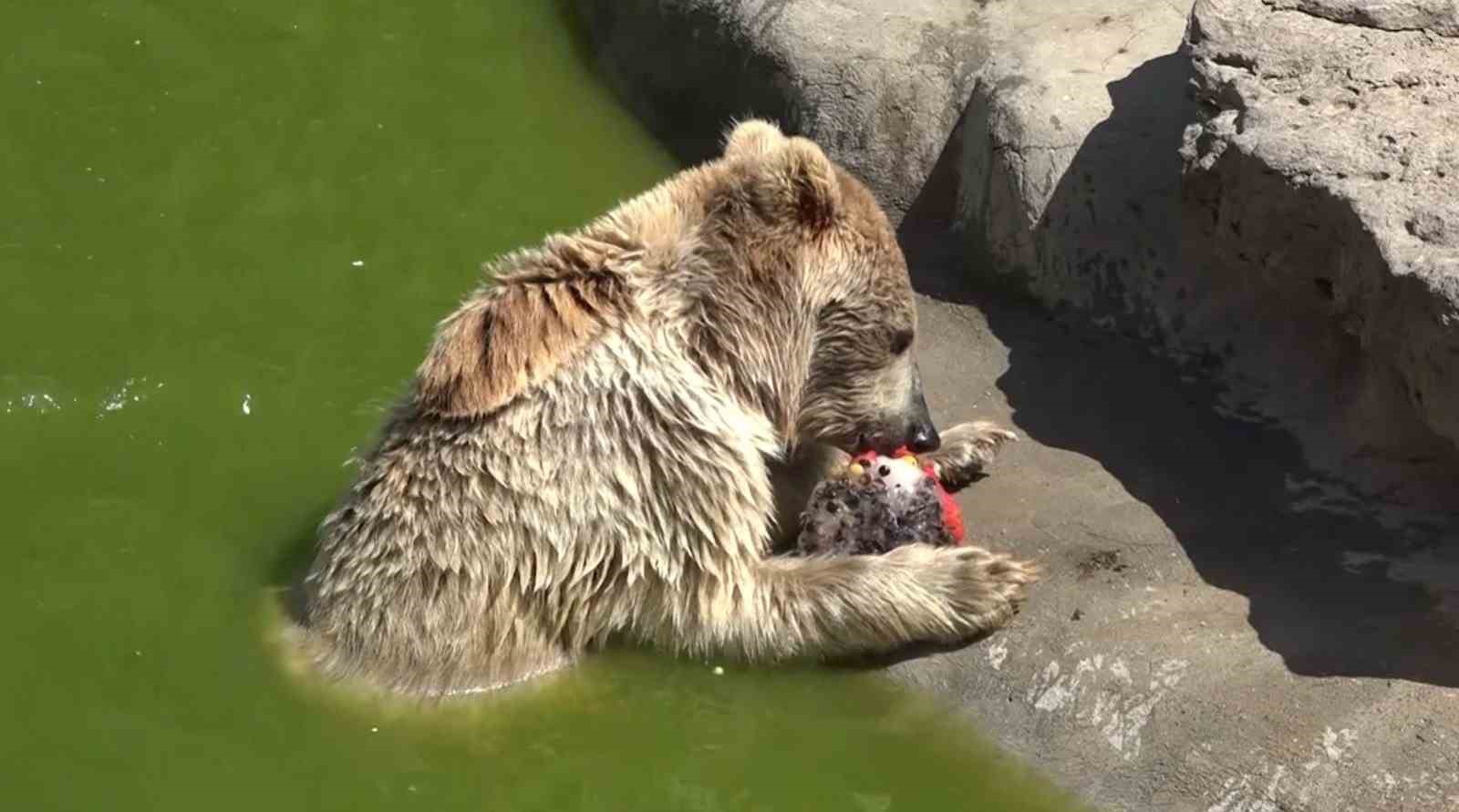 Gaziantep'te sıcaktan bunalan yırtıcı hayvanlara buzlu kokteyl
