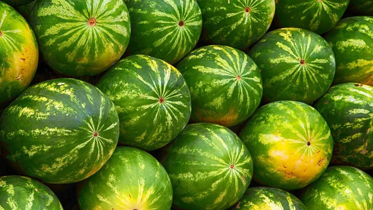 Adana Usulü Karpuz Seçme Sanatı: Tatlı, Sulu ve Şeker Gibi Karpuzun Sırrı Bu Detaylarda Saklı!