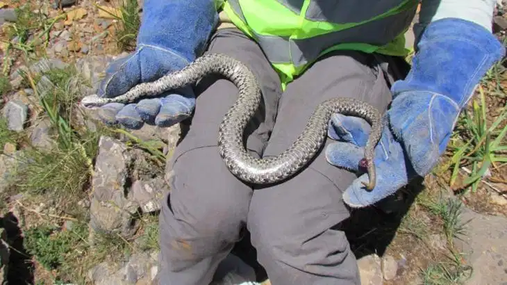 Gaziantep ve Çevresinde En Çok Görülen Zehirli Yılan Türleri: Bir Isırık Ölümcül Olabilir