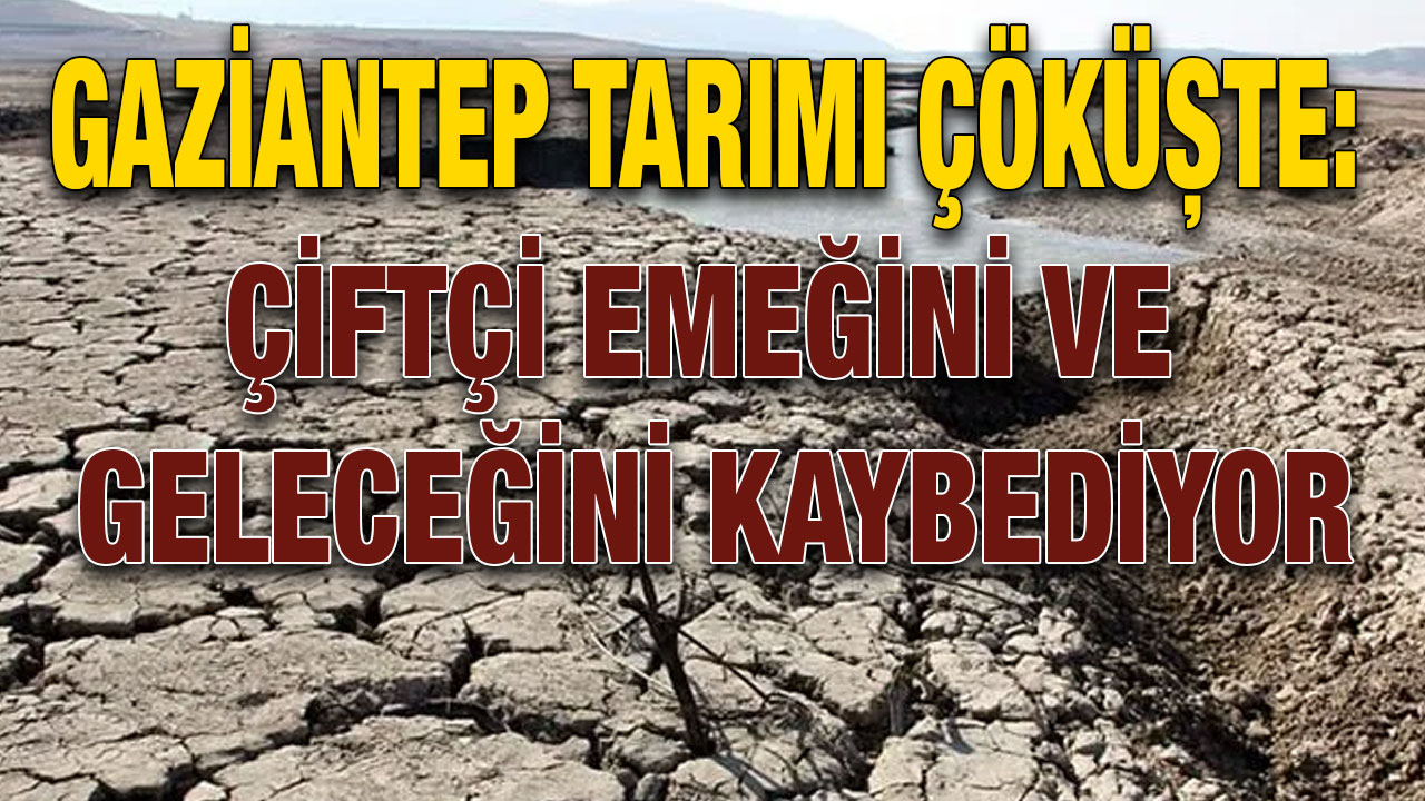 Gaziantep Tarımı Çöküşte: Çiftçi Emeğini ve Geleceğini Kaybediyor