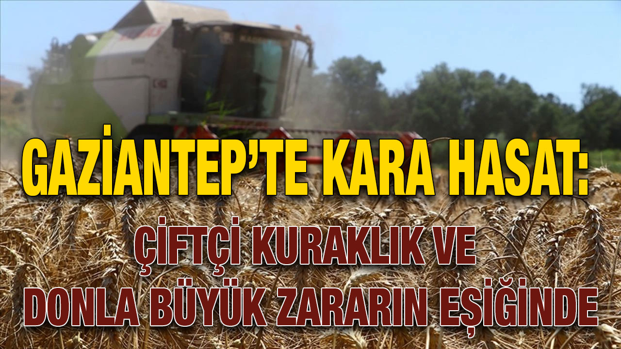 Gaziantep’te Kara Hasat: Çiftçi Kuraklık ve Donla Büyük Zararın Eşiğinde
