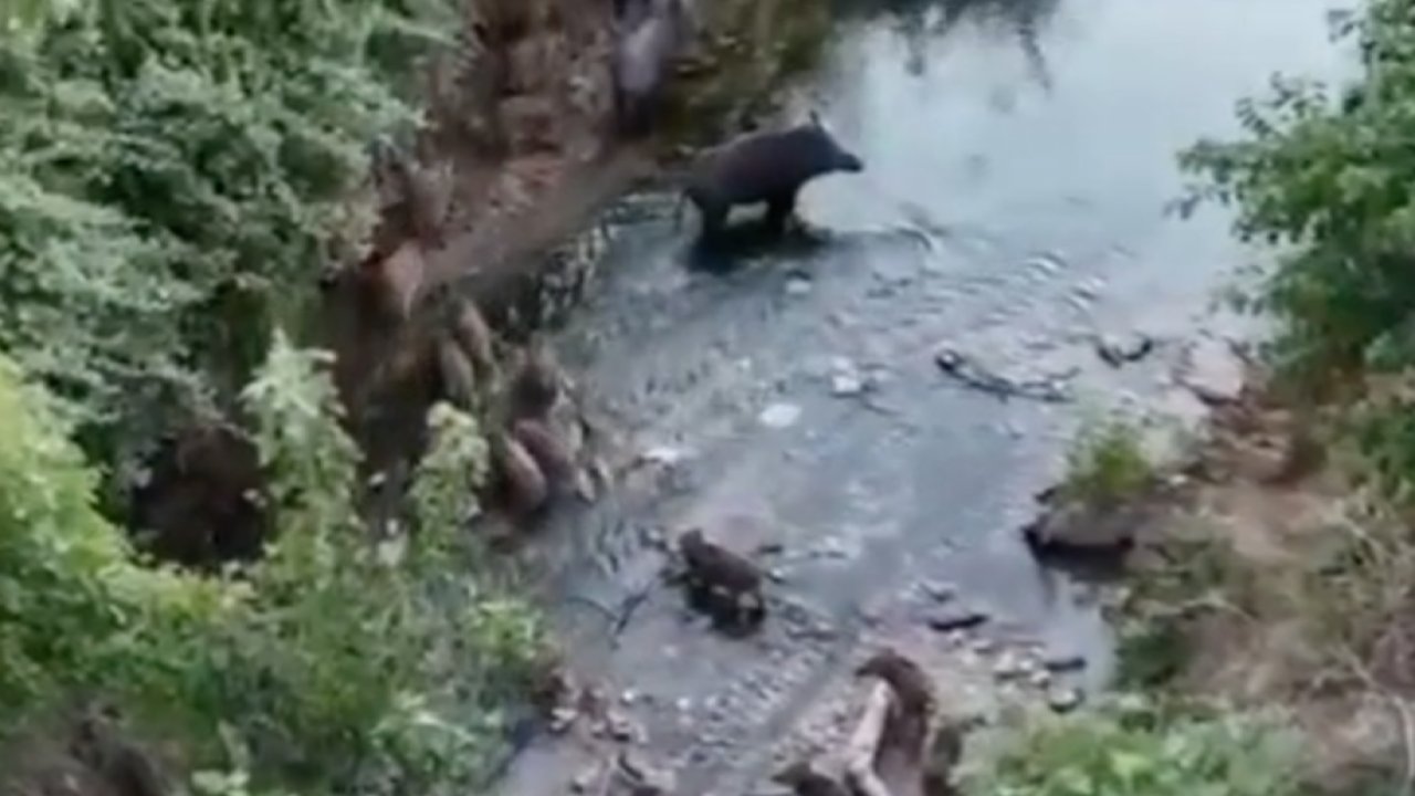 Gaziantep'te Domuz Çilesi Büyüyor, Köylü Bahçesine Gidemiyor
