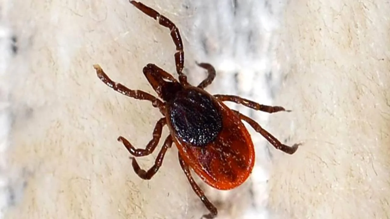 Gaziantep’te Kene Alarmı: Ölümcül Virüs Kapıya Dayandı mı?