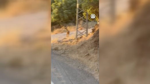 Gaziantep'te yavru ceylan görüntülendi