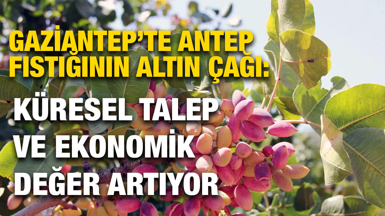 Gaziantep’te Antep Fıstığının Altın Çağı: Küresel Talep ve Ekonomik Değer Artıyor