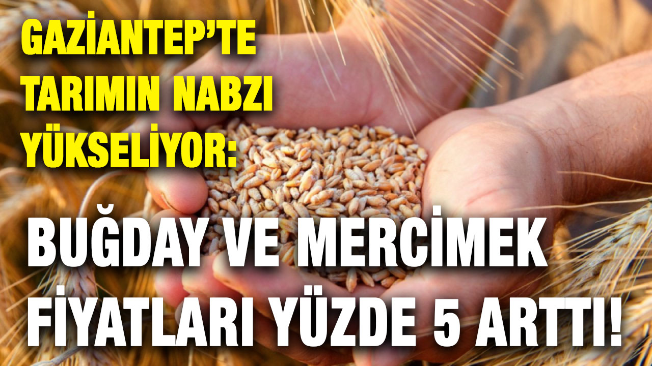 Gaziantep’te Tarımın Nabzı Yükseliyor: Buğday ve Mercimek Fiyatları Yüzde 5 Arttı!