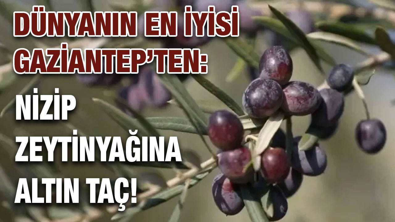 Dünyanın En İyisi Gaziantep’ten: Nizip Zeytinyağına Altın Taç!