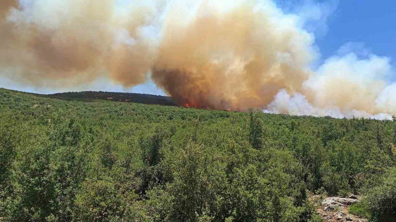 Gaziantep’teki orman yangını: Binlerce Ağaç Kül Oldu
