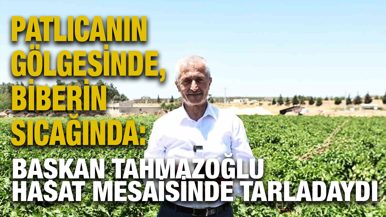 Patlıcanın Gölgesinde, Biberin Sıcağında: Başkan Tahmazoğlu Hasat Mesaisinde Tarladaydı