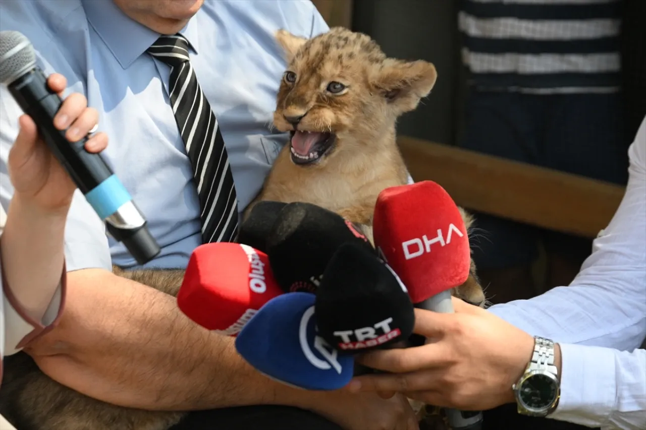 Cumhurbaşkanı Erdoğan'a hediye edilen aslanların yeni doğan 3 yavrusu tanıtıldı