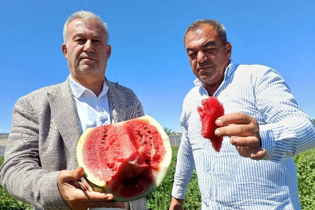 Gaziantep'te  4 bin dönümlük alanda Araban'da karpuz hasadı