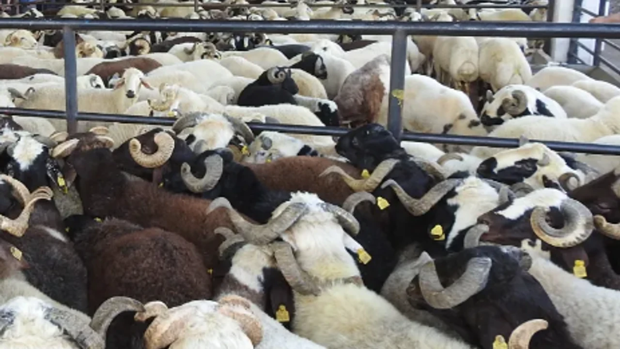 Gaziantep Hayvan Pazarı Kapatıldı