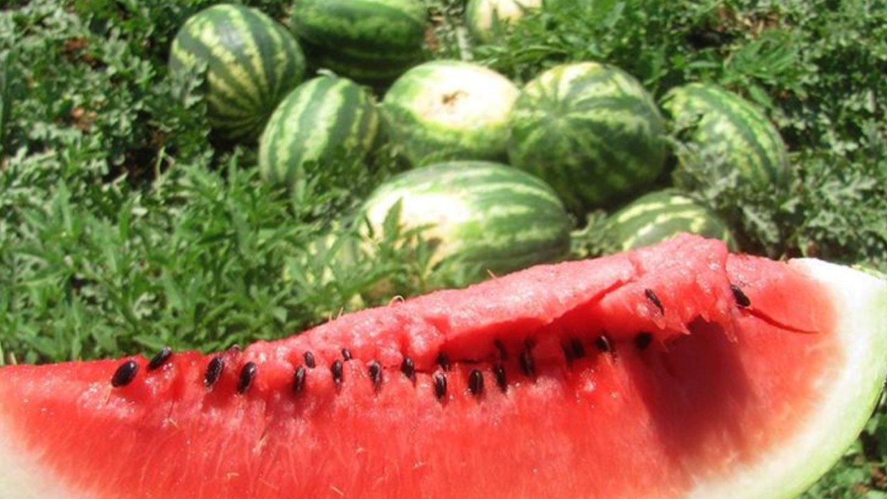 Gaziantep'te Karpuzun Hasadı Başladı : Tarlada 1 Lira Markette 10 Lira