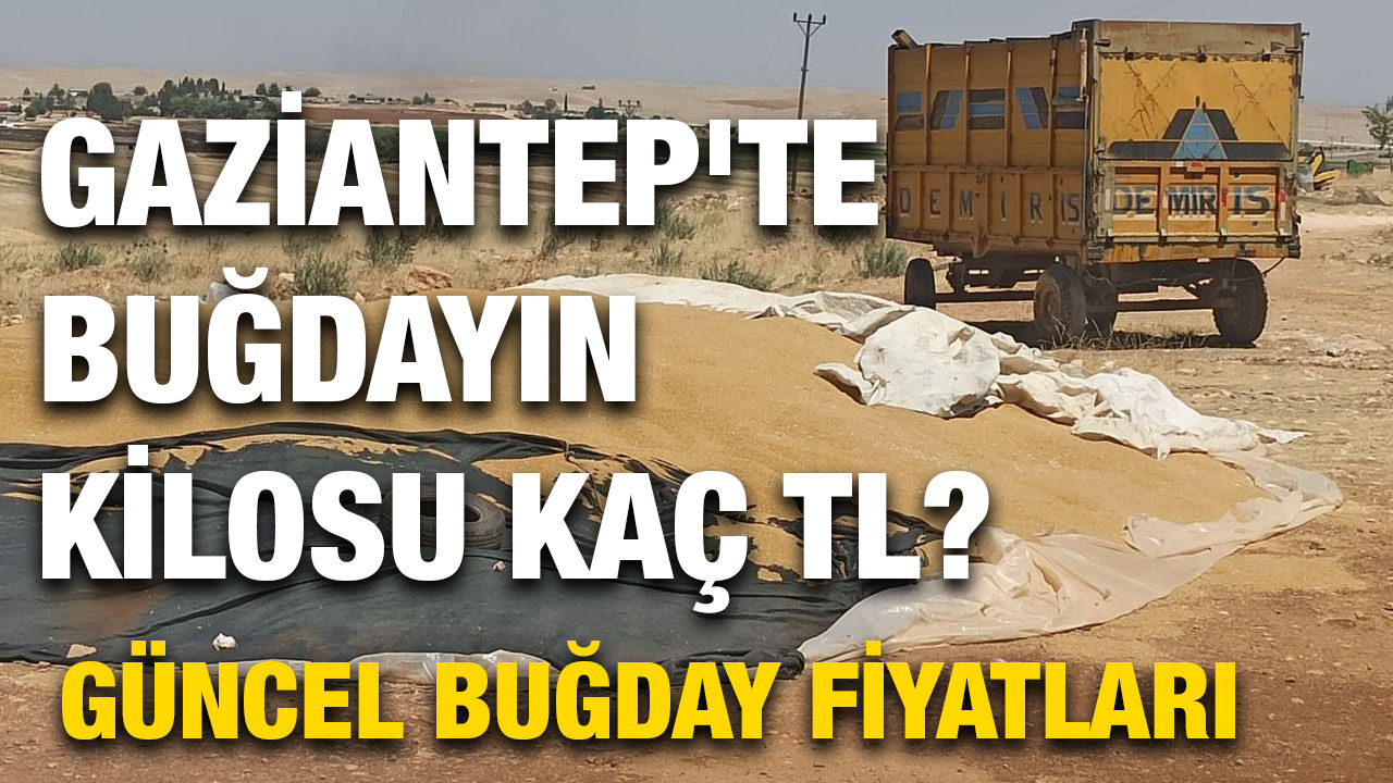 Gaziantep'te Buğdayın Kilosu Kaç TL? Güncel Buğday Fiyatları