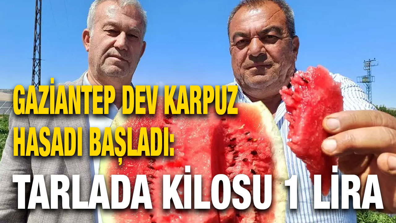 Gaziantep  Dev Karpuz Hasadı Başladı: Tarlada Kilosu 1 Lira