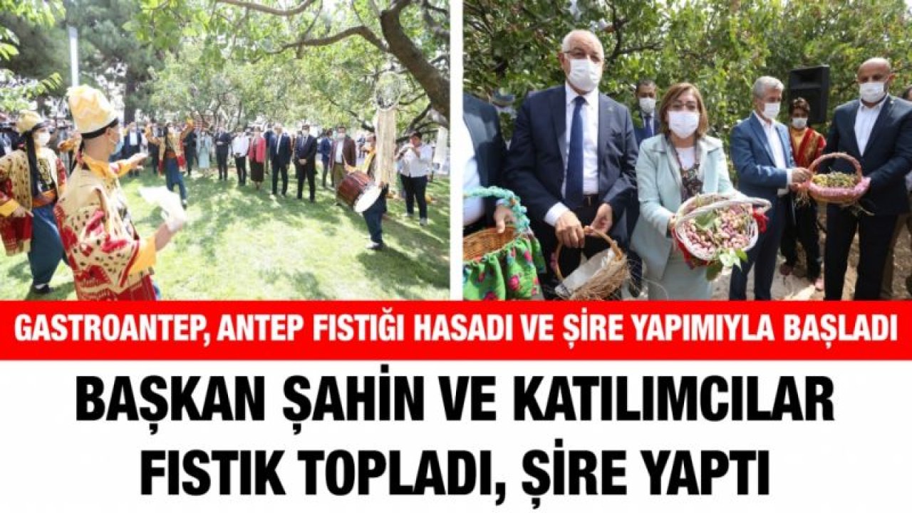 GASTROANTEP, ANTEP FISTIĞI HASADI VE ŞİRE YAPIMIYLA BAŞLADI