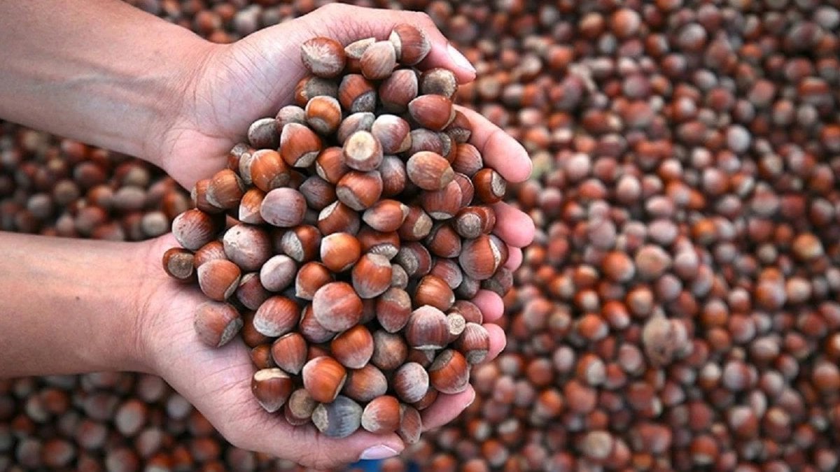 Türkiye’de Fındık Fiyatları Güncellendi: Temmuz 2025 Bölgesel Fiyat Listesi Açıklandı